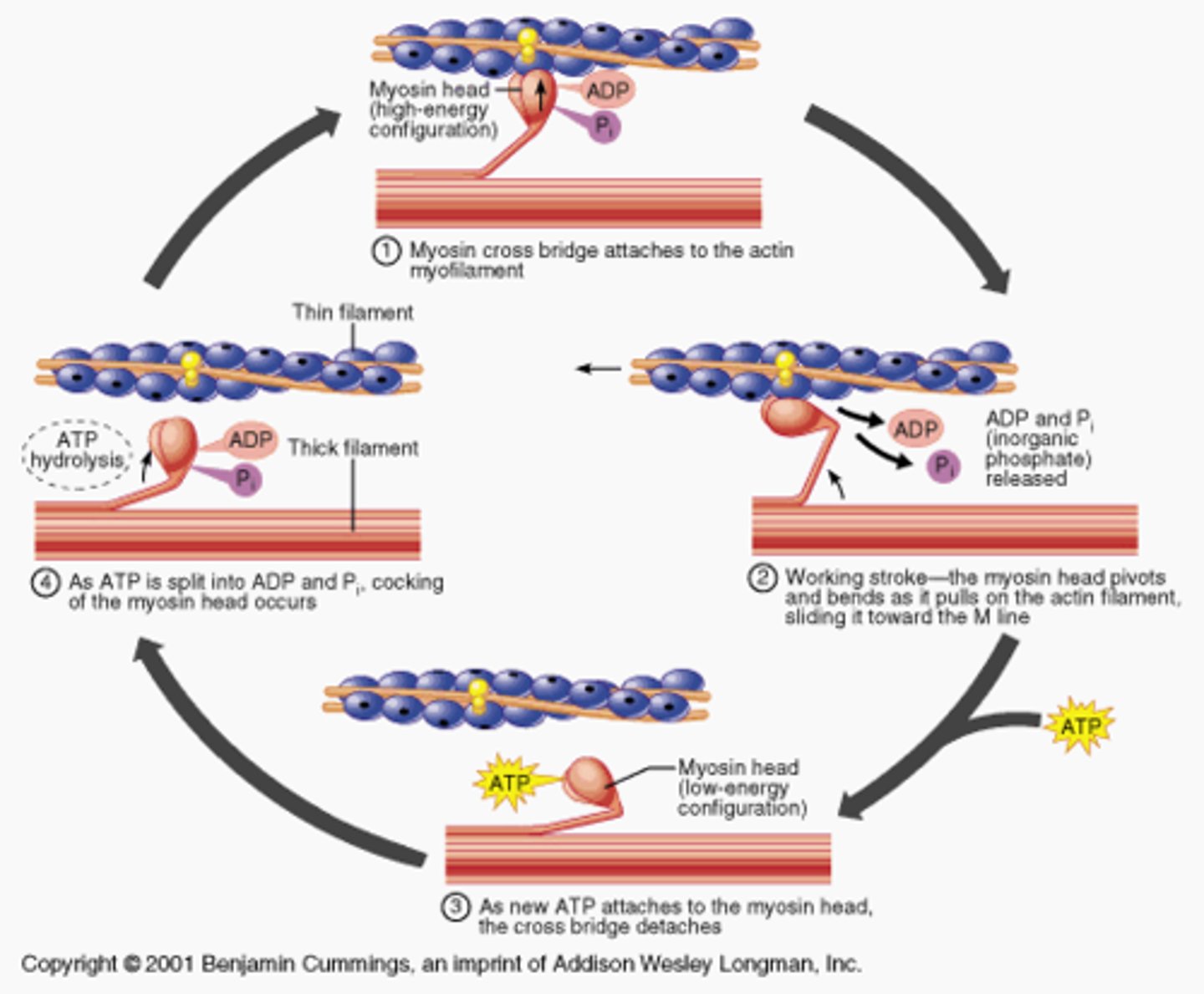 <p>ATP--the myosin releases actin because it preferentially binds to ATP</p>