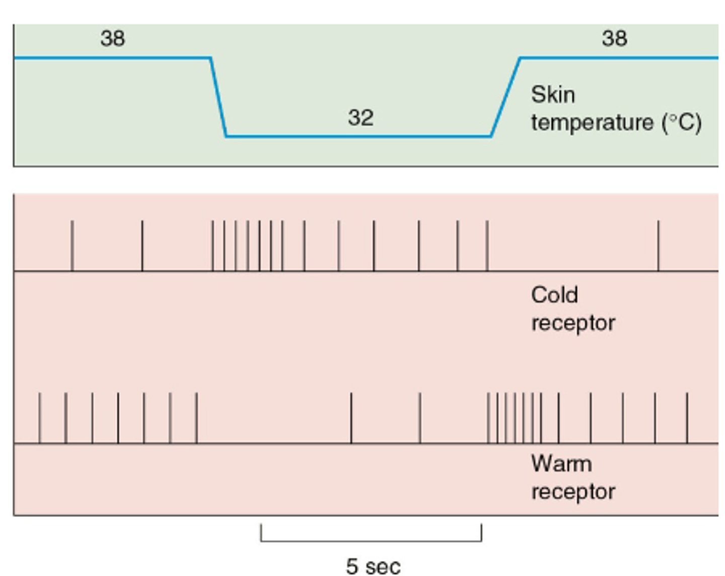 <p>Thermoreceptors exhibit this - are usually most sensitive to initial temperature changes which then eventually falls off.</p>