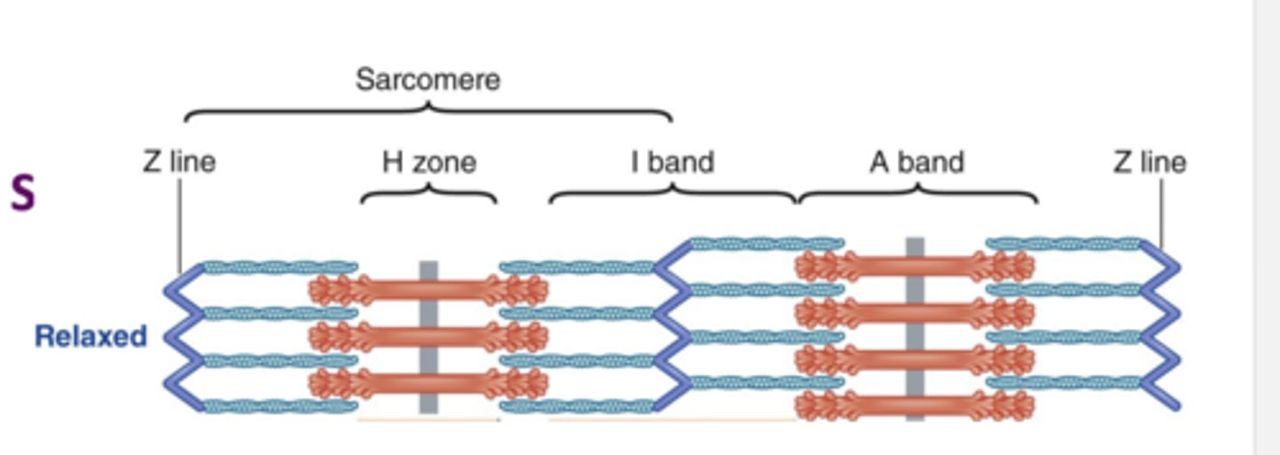 <p>Actin is pulled away from the Z line (center of</p><p>the sarcomere) and the sarcomere becomes</p><p>smaller</p>