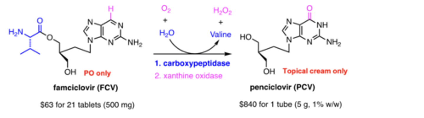 <p>step 1 - carboxypeptidase; step 2 - xanthine oxidase</p>