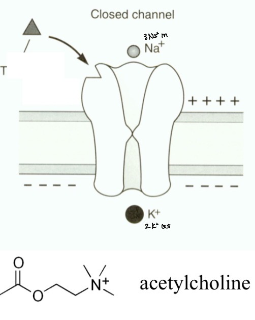 <p>nicotine (acts as a receptor agonist)</p><p>3x more permeable to Na+ than K+</p>