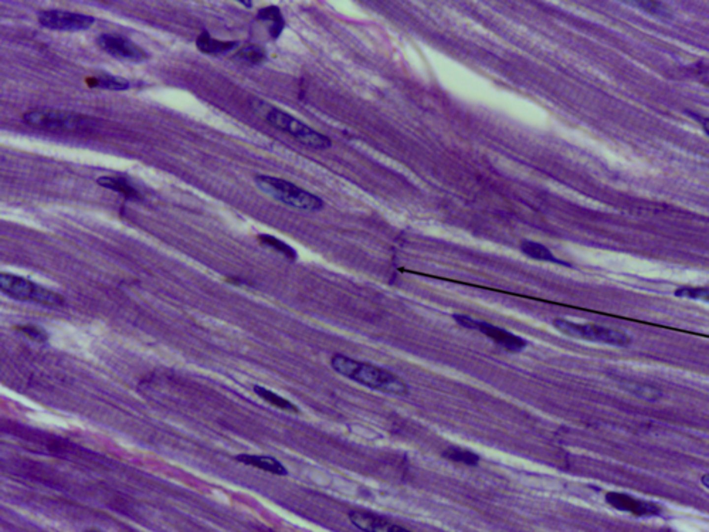 <p>What type of tissue is presented on the slide?</p>