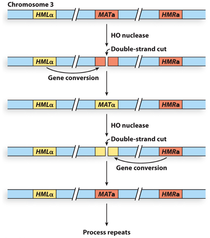 <p>DSB is repaired by gene conversion whereby a DNA sequence is copied from a donor template (HMLα/HMRa) and inserted into the broken site (MAT locus) on the same chromosome</p>
