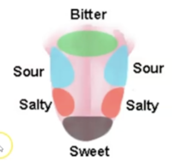 <ul><li><p>Sweet</p></li><li><p>Salty</p></li><li><p>Umami (savory)</p></li><li><p>Sour</p></li><li><p>Bitter (Remember using BUSSS, (yes it has 3 s))</p></li></ul>