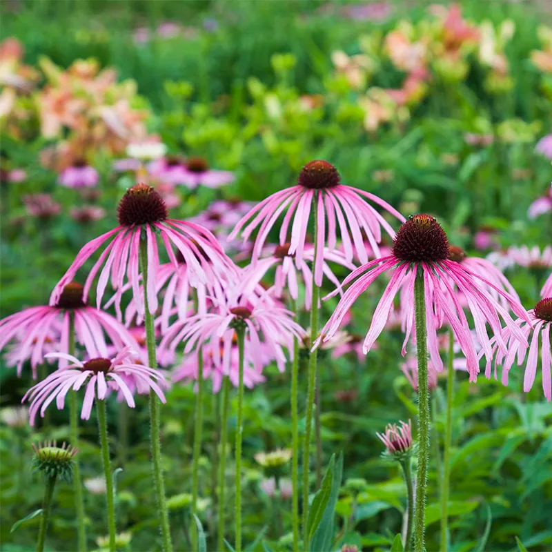 <p>A tall, slender coneflower with drooping pale-pink petals and spiky central cones.</p><ul><li><p>narrower than purpurea, but taller</p></li></ul><p></p>