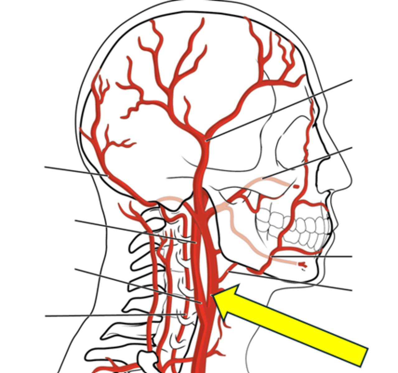<p>Name the red vessel.</p>