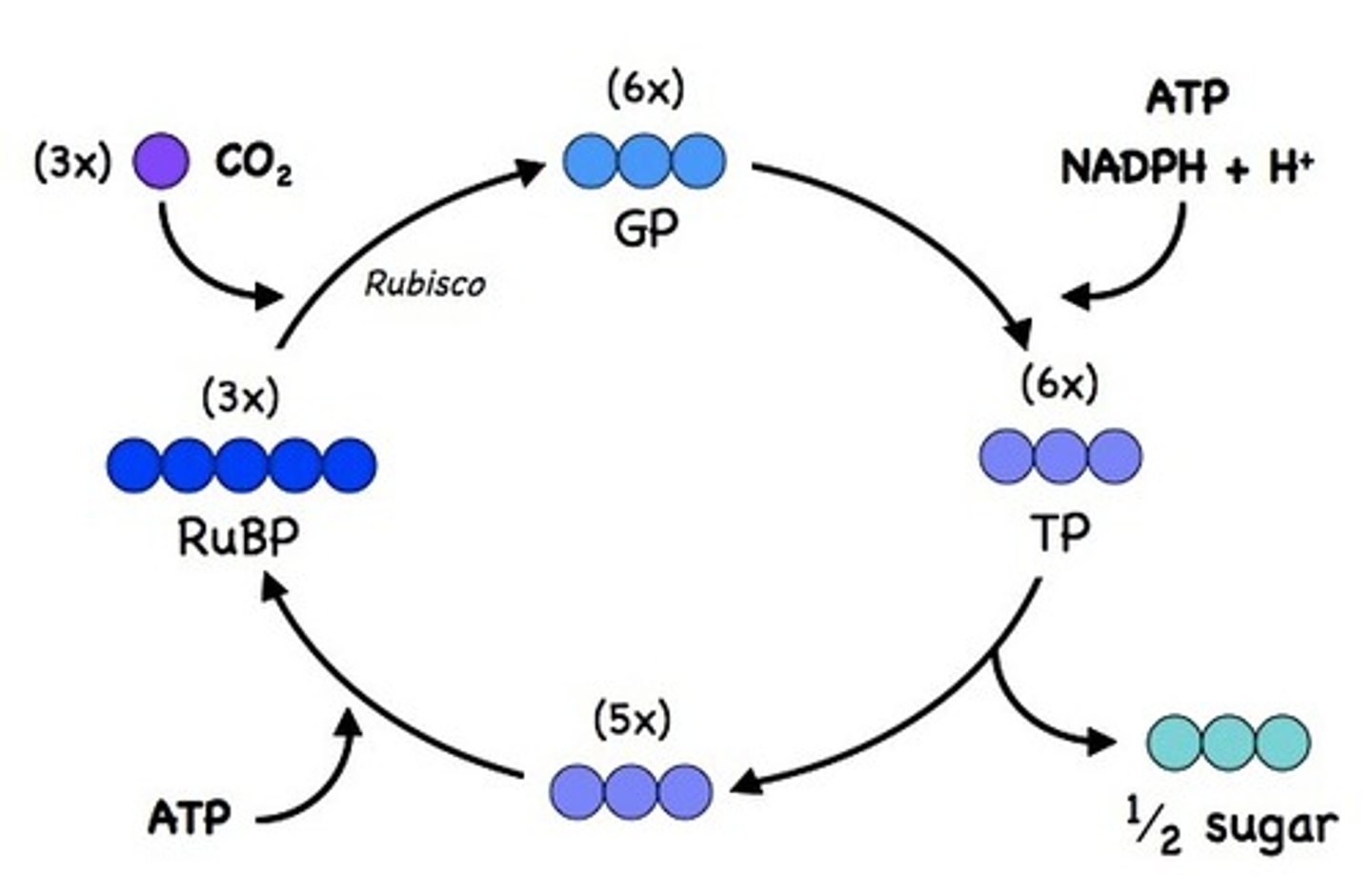 <p>Calvin Cycle, uses ATP and H+ ions to 'fix' carbon dioxide. makes glucose</p>