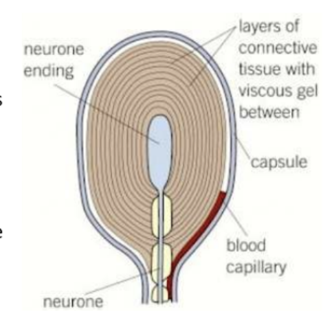 <p>structure of pacinian capsule </p>