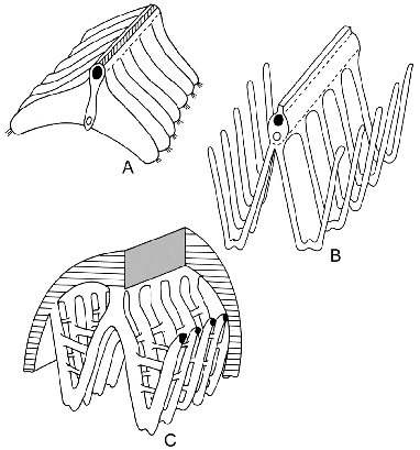 <ul><li><p>“First gill” - gills like gastropods&nbsp;</p></li><li><p>Food collected by palp proscides and labial palps&nbsp;</p></li><li><p>Gills for respiration</p></li></ul><p></p>