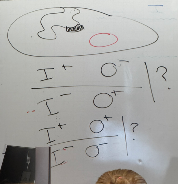 <p>the two strains drawn (first two listed) both behave the same; normal phenotype</p><p>thus we need a normal copy of each for normal expression, but don’t have to be on the same chromosome — works in trans! lacI codes for a protein, which can diffuse to any other chromosome.</p><p>when no normal copies are present, b-gal is expressed all the time regardless of lactose presence when grown on glycerol</p>
