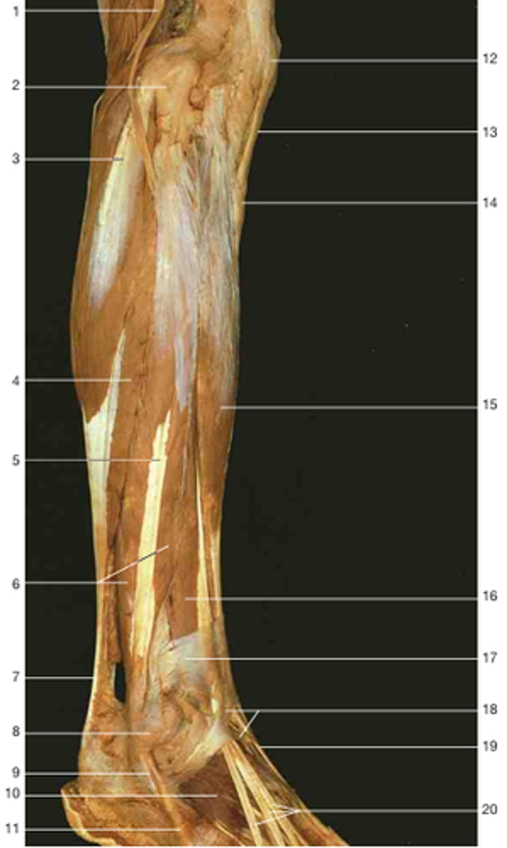 <p>Partly covered by the soleus, above the fibularis brevis, and lateral to the extensor digitorum longus and fibularis tertius. Everts and weakly plantarflexes the foot. Number 5.</p>