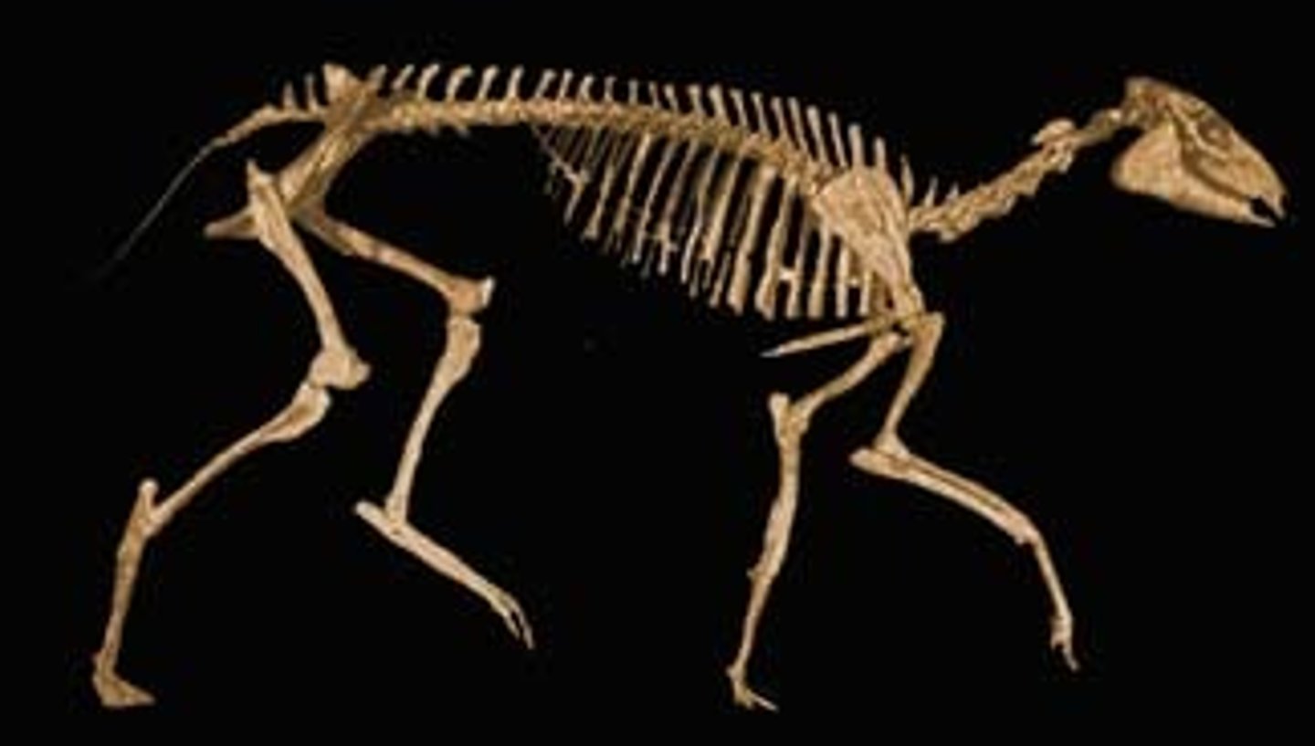 <p>Extinct genus of early horse, the first of the three-toed horses. Lived 30 to 40 million years ago, from the middle Eocene to the early Oligocene. Common in North America. Was four feet long, stood 60 cm tall, was about 75 pounds, and had a brain that was almost the same size as modern horses.</p>