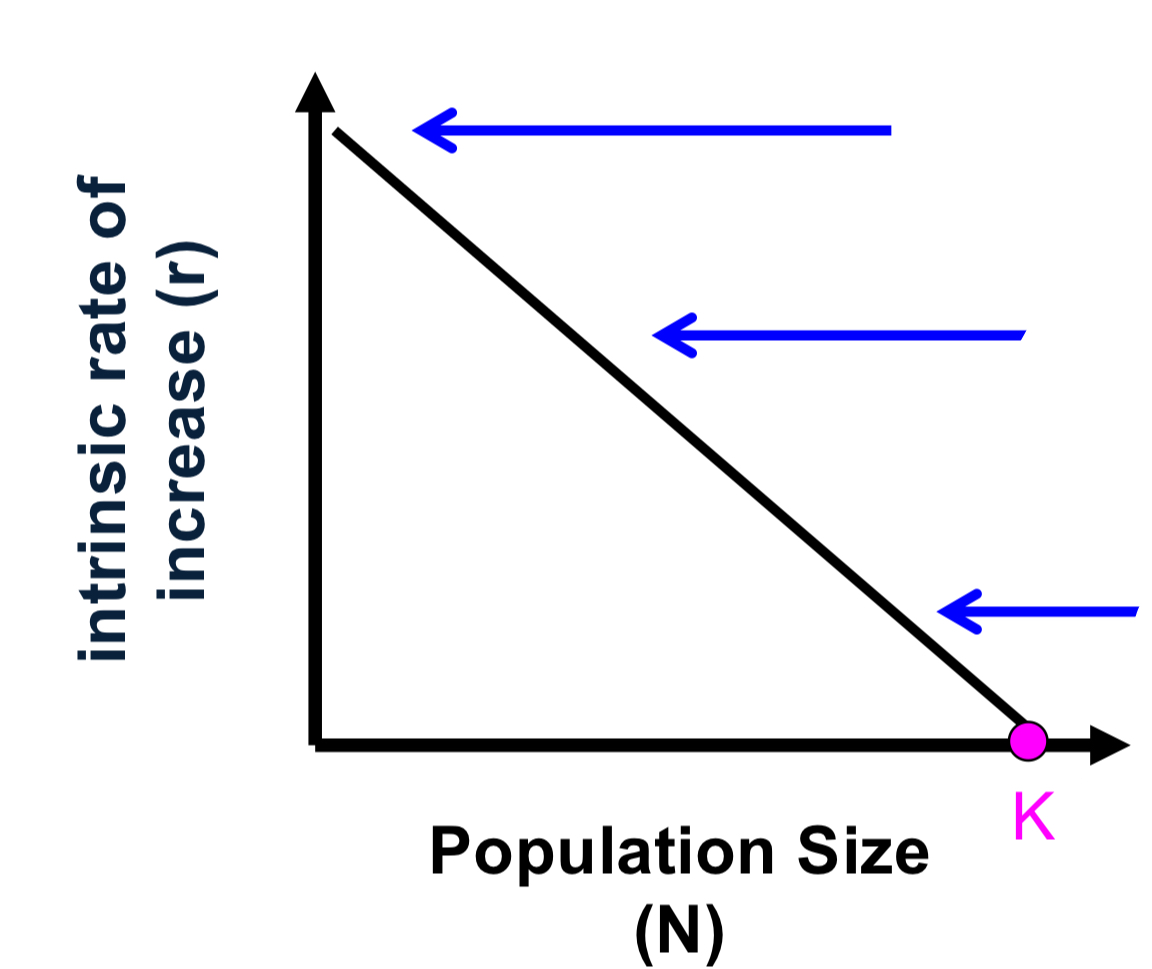 <p>explain the top arrow to the bottom</p>