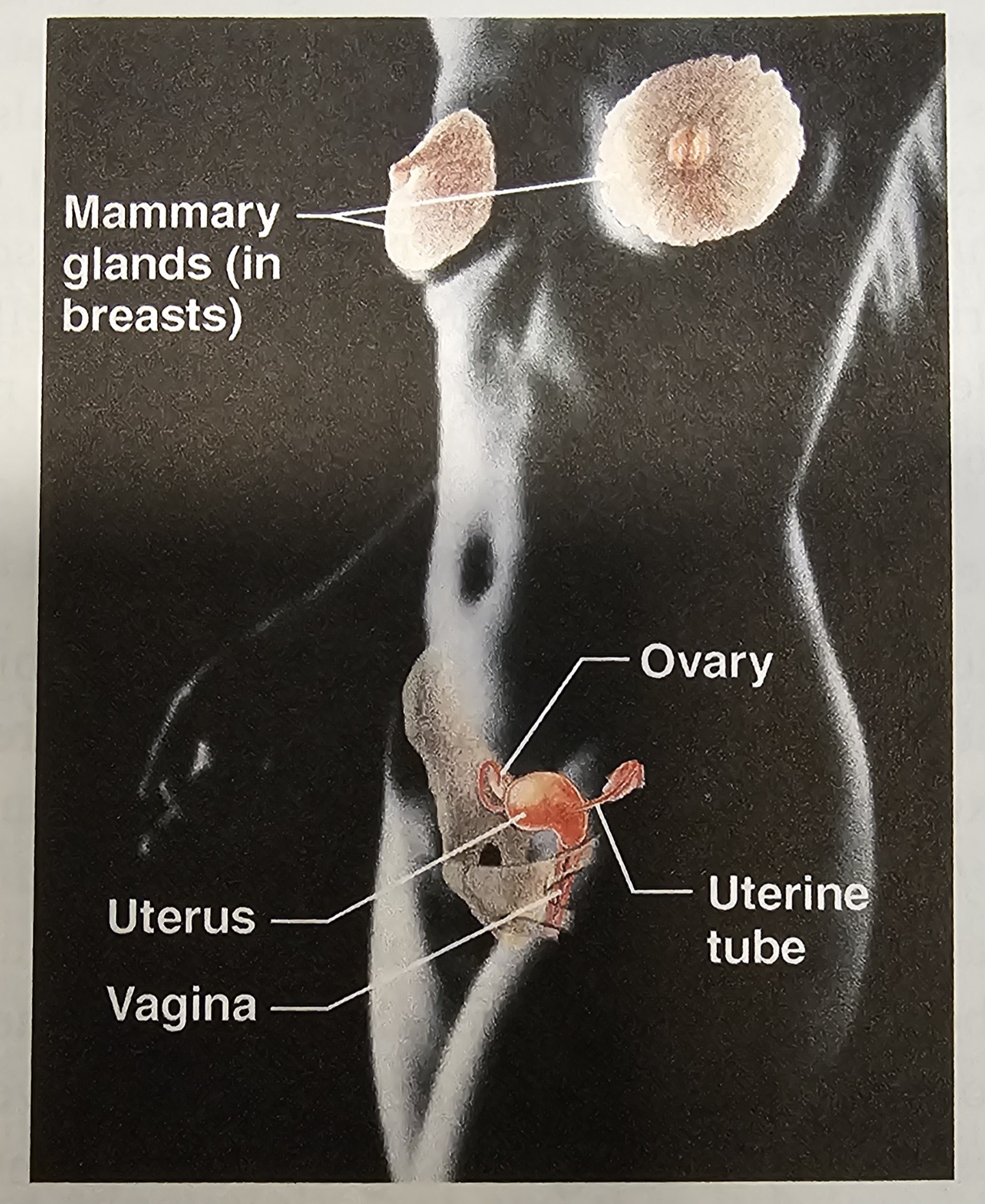 <p>Reproductive System</p>
