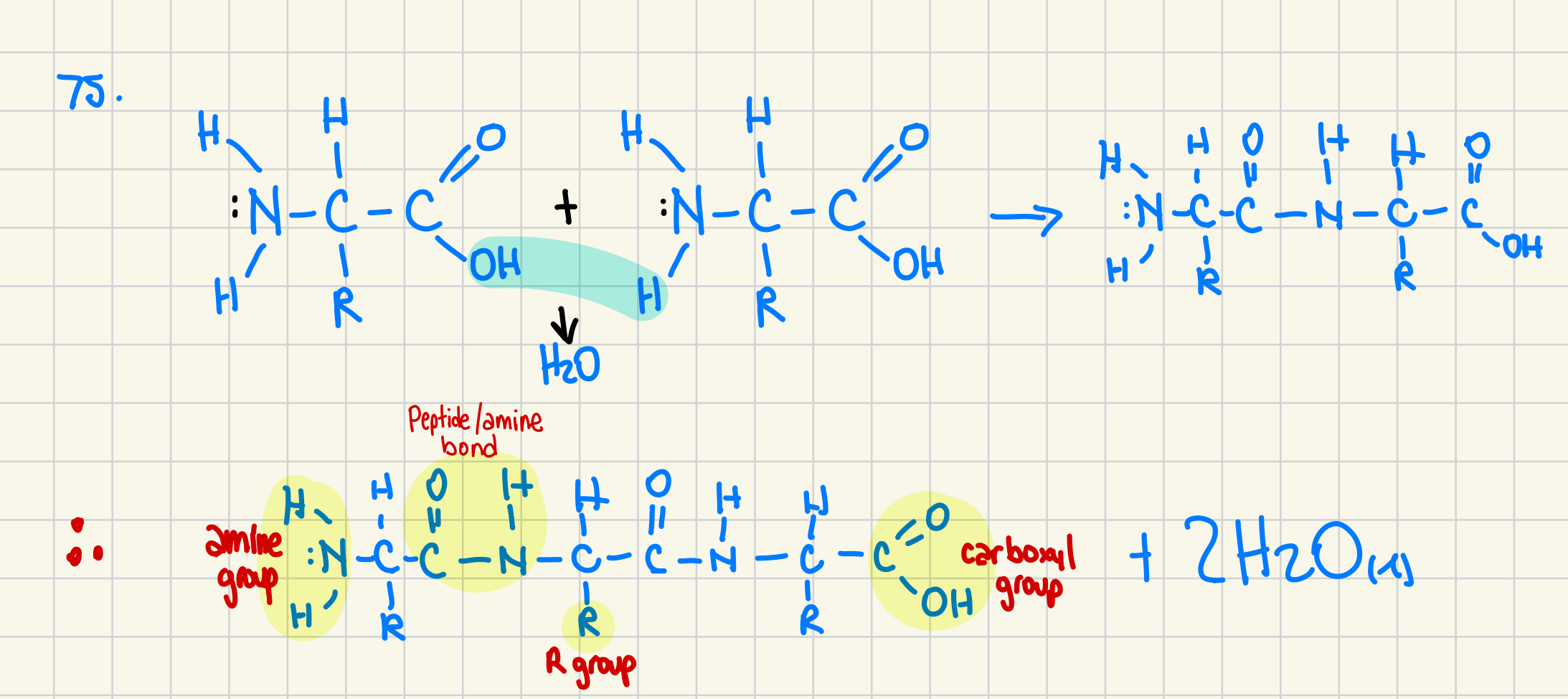 <p>All 20 amino acids have a carboxyl group (-COOH) and an amino group (-NH<sub>2</sub>), with a different R group, giving them their distinct properties</p><p></p><p>that should say amide bond</p>