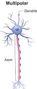 <p>Contain one axon and one or 2 dendrites from cell body, CNS and efferent PNS, most abundant</p>