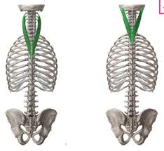 <p><span style="background-color: transparent; font-family: "Times New Roman", serif;"><span> </span><em><span>(m. splenius capitis</span></em></span></p>