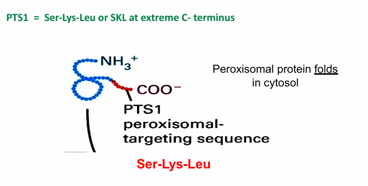 <ul><li><p>PTS1: Peroxisomal-Transport Sequence 1 (aka SKL)</p><ul><li><p>Found in many species’ peroxisomal proteins&nbsp;</p></li></ul></li><li><p>Tri-peptide made of 3 amino acids&nbsp;</p><ul><li><p>serine</p></li><li><p>lysine</p></li><li><p>leucine&nbsp;</p></li></ul></li><li><p>Found at C-terminus of translated peroxisomal protein&nbsp;</p><ul><li><p>N-terminus translated first&nbsp;</p></li><li><p>C-terminus translated last&nbsp;</p></li><li><p>Because the signal sequence isn’t available until the entire protein is finished, the protein is sent to the peroxisome after translation is complete.</p></li><li><p>This is called post-translational transport</p></li></ul></li><li><p>It folds in the cytosol, leaving the C-terminal sequence visible&nbsp;</p><ul><li><p>Facilitates transport&nbsp;</p></li></ul></li></ul><p></p>