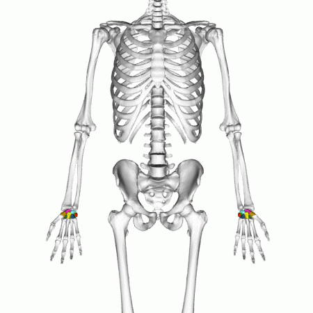 <p>Key Features: Small wrist bones</p><p>Memory Trick: wrist car parts</p>