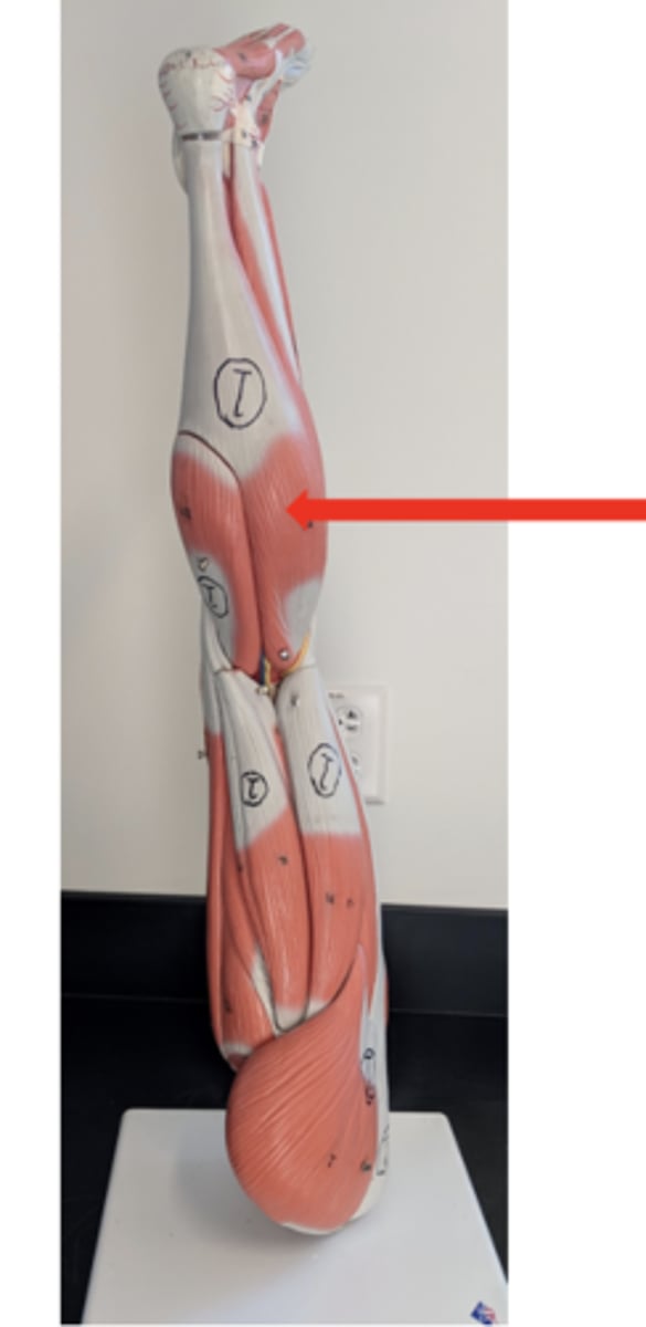 <p>what is this?</p>