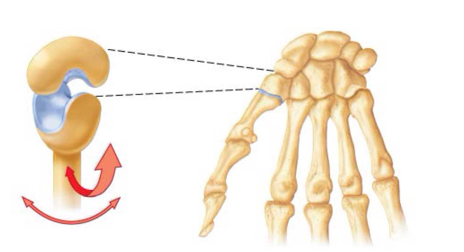 <p>identify&nbsp;</p>
