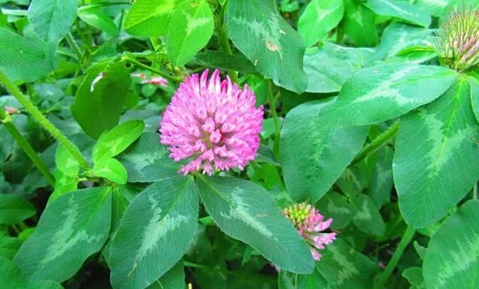 <p>Rode klaver, Trifolium pratense</p>