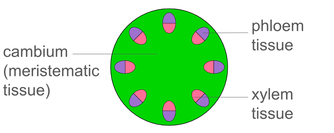 <p>xylem + phloem tissue surrounded by cambium (meristematic tissue)</p>