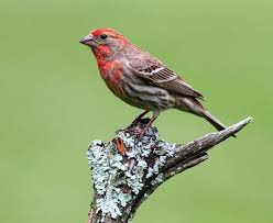 <p>Common:</p><p>Order:</p><p>Family:</p>