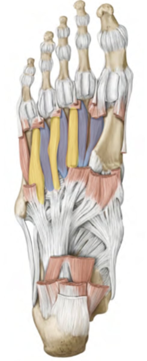 <p>Central compartment</p><p>-Lateral plantar nerve</p><p>-Adducts digits 3-5</p><p>Metatarsals to proximal phalanges 3-5</p><p>(Yellow) </p>