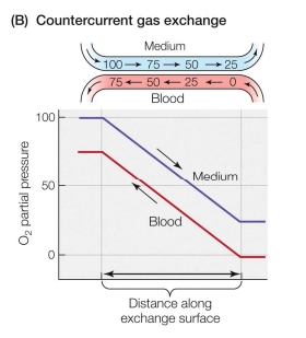 <ul><li><p>Countercurrent gas exchange is a highly efficient respiratory system where the blood and the respiratory medium (usually water) flow in opposite directions across the gas exchange surface.</p></li></ul><p></p>
