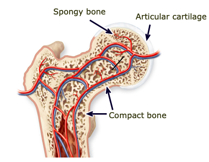 <p>inner tissue of bone, surrounded by marrow, more air pockets; better at shock absorption</p>