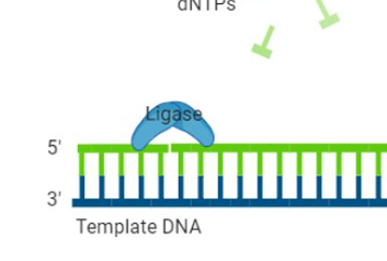 <p>binds to either side of the single stranded break and glues it back together</p>