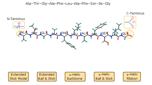 N-terminus: *positively-charged*

* the end first made by the ribosome
* corresponds with 5’ end of mRNA (3’ end of template strand DNA) 
* contains the amine group for protein backbone (NH3+)

\
C-terminus: *negatively-charged*

* the end made last by the ribosome
* corresponds with 3’ end of mRNA (5’ end of template strand DNA) 
* contains the carboxyl group for protein backbone (COO-)