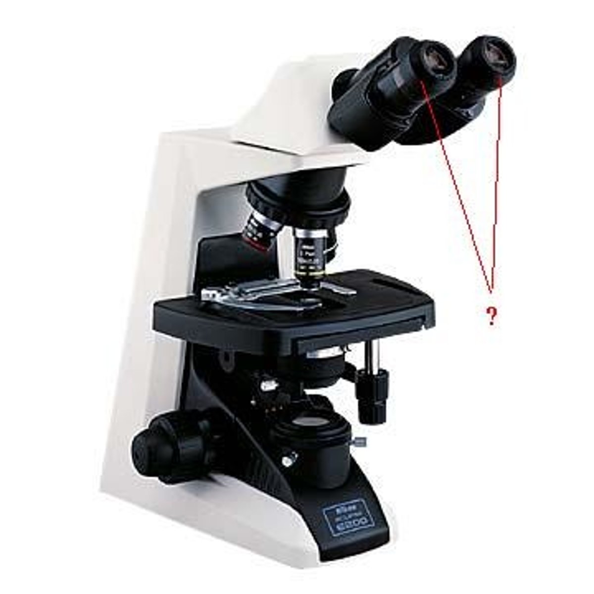 <p>ocular lenses</p>
