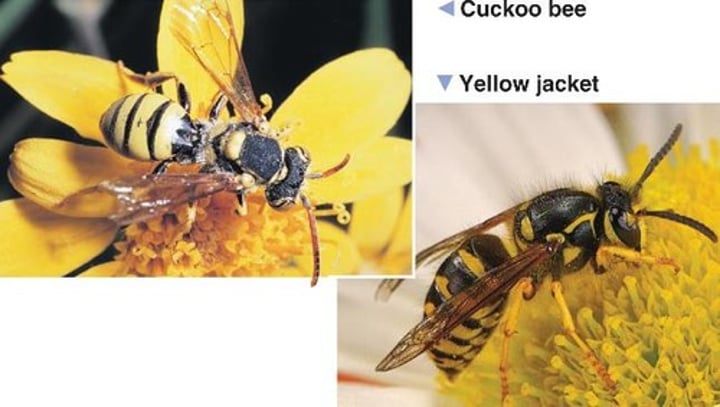 <p>2 unpalatable species mimic each other</p>