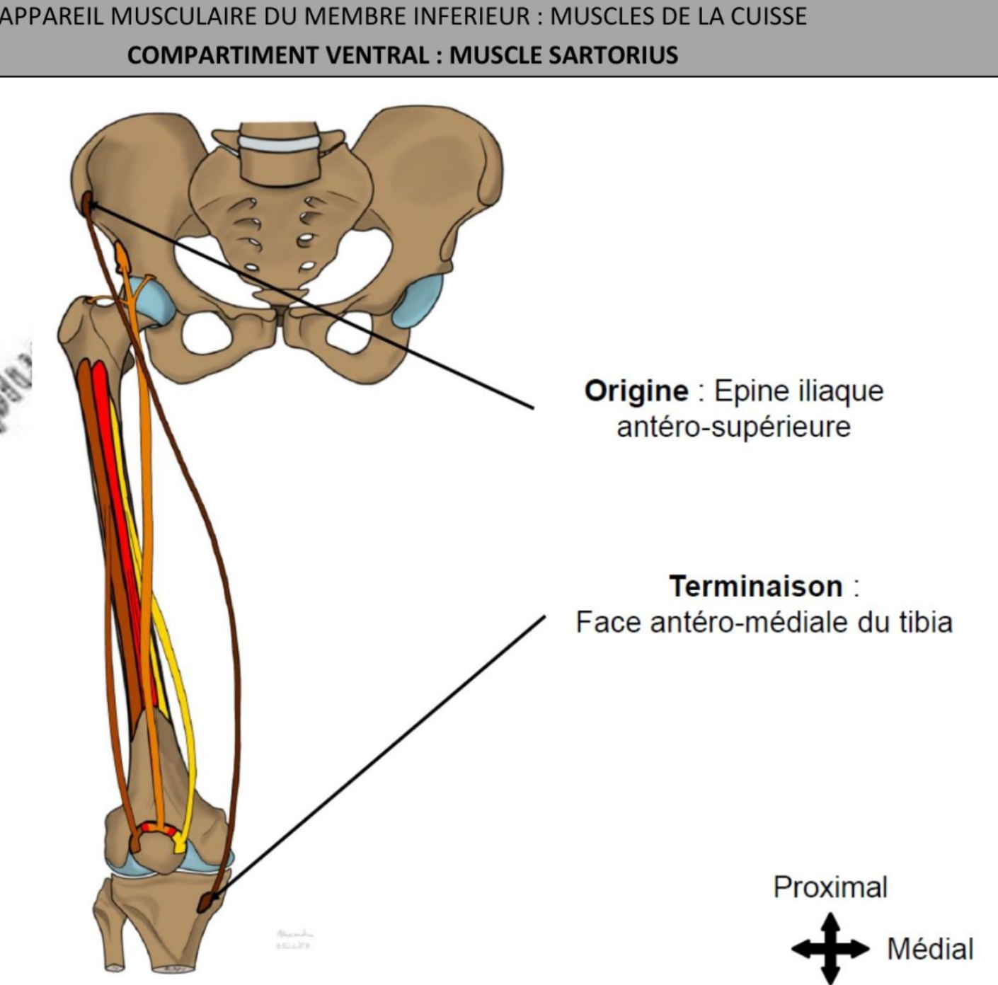 <ul><li><p>superficiel, forme limite latérale du trigone fémoral, canal fémoral latéralement </p></li><li><p>Épine iliaque antéro-supérieure de l’os coxal </p></li><li><p>Face antérograde-médiale du tibias, sous condyle tibial médial (relie os coxal au tibia = muscle bi-articulaire)</p></li><li><p>Croise face ventrale cuisse vers sa partie distale &amp; médiale (satellite de l’artère fémorale superficielle) </p></li></ul><p></p>