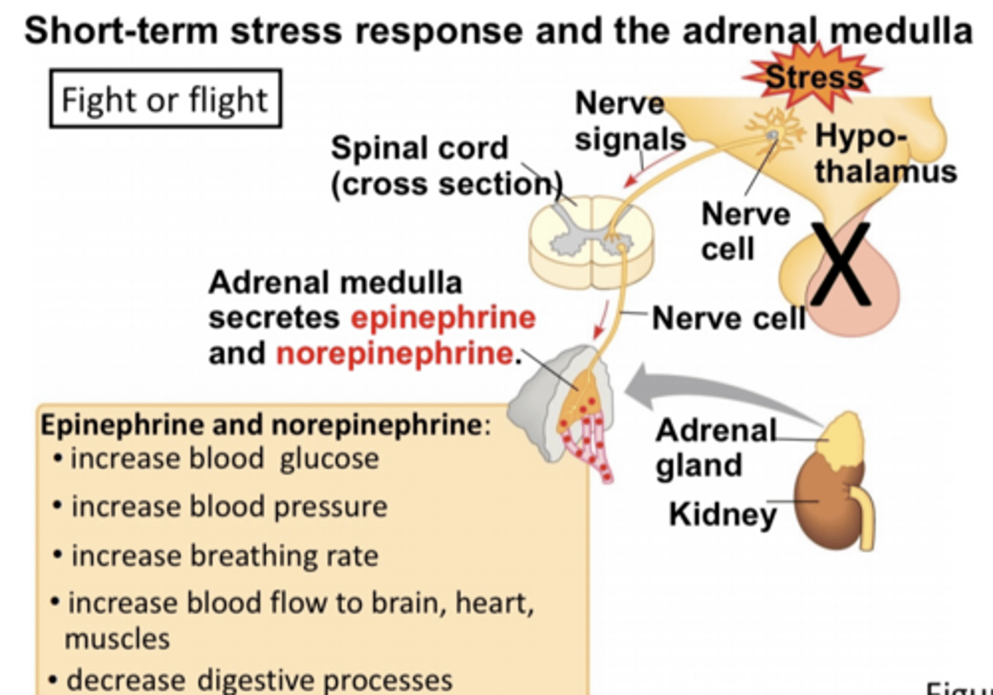 <p>Body senses something dangerous => info gets relayed to THALAMUS => sends it to the AMYGDALA => HYPOTHALAMUS that stimulates the adrenal gland directly through neurons to release noradrenalin/adrenalin.</p>