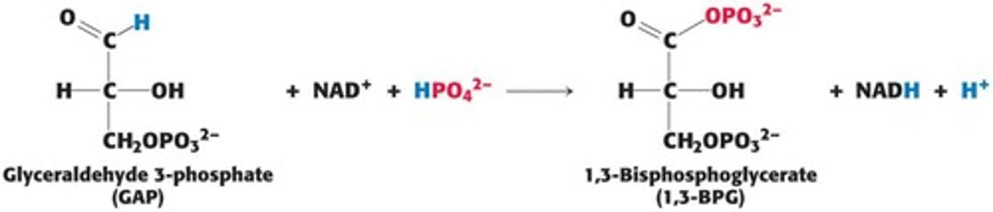 <p>1,3-BPG phosphorylates ADP to yield ATP during glycolysis.</p>