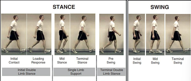 <ol><li><p>Initial contact</p></li><li><p>Loading response</p></li><li><p>Mid stance</p></li><li><p>Terminal stance</p></li><li><p>Pre-swing</p></li><li><p>Initial swing</p></li><li><p>Mid swing</p></li><li><p>Terminal swing</p></li></ol><p></p>
