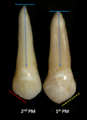 <p>the length of the root</p>