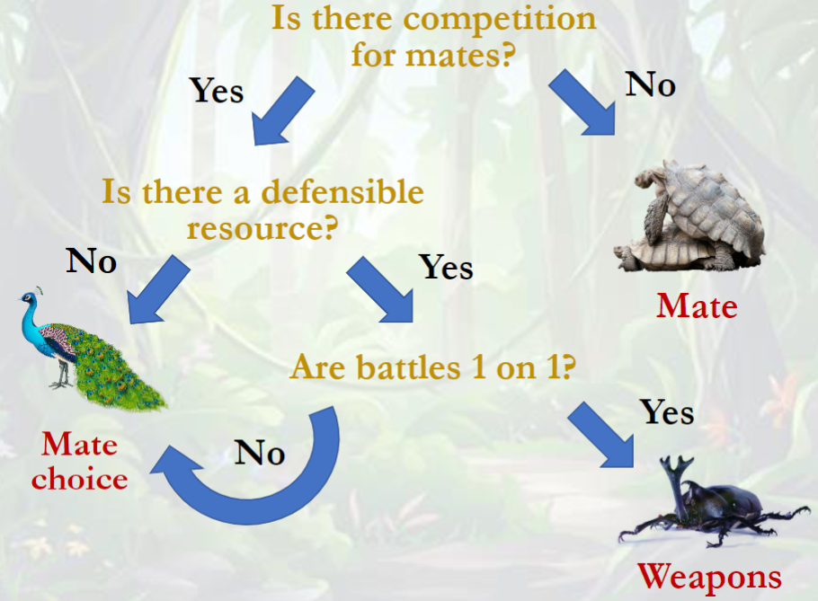 <p>Inter: competition for mates → no defensible resource OR defensible resource without 1 on 1 battles</p><p>Intra: competition for males → defensible resource → 1 on 1 battles</p>