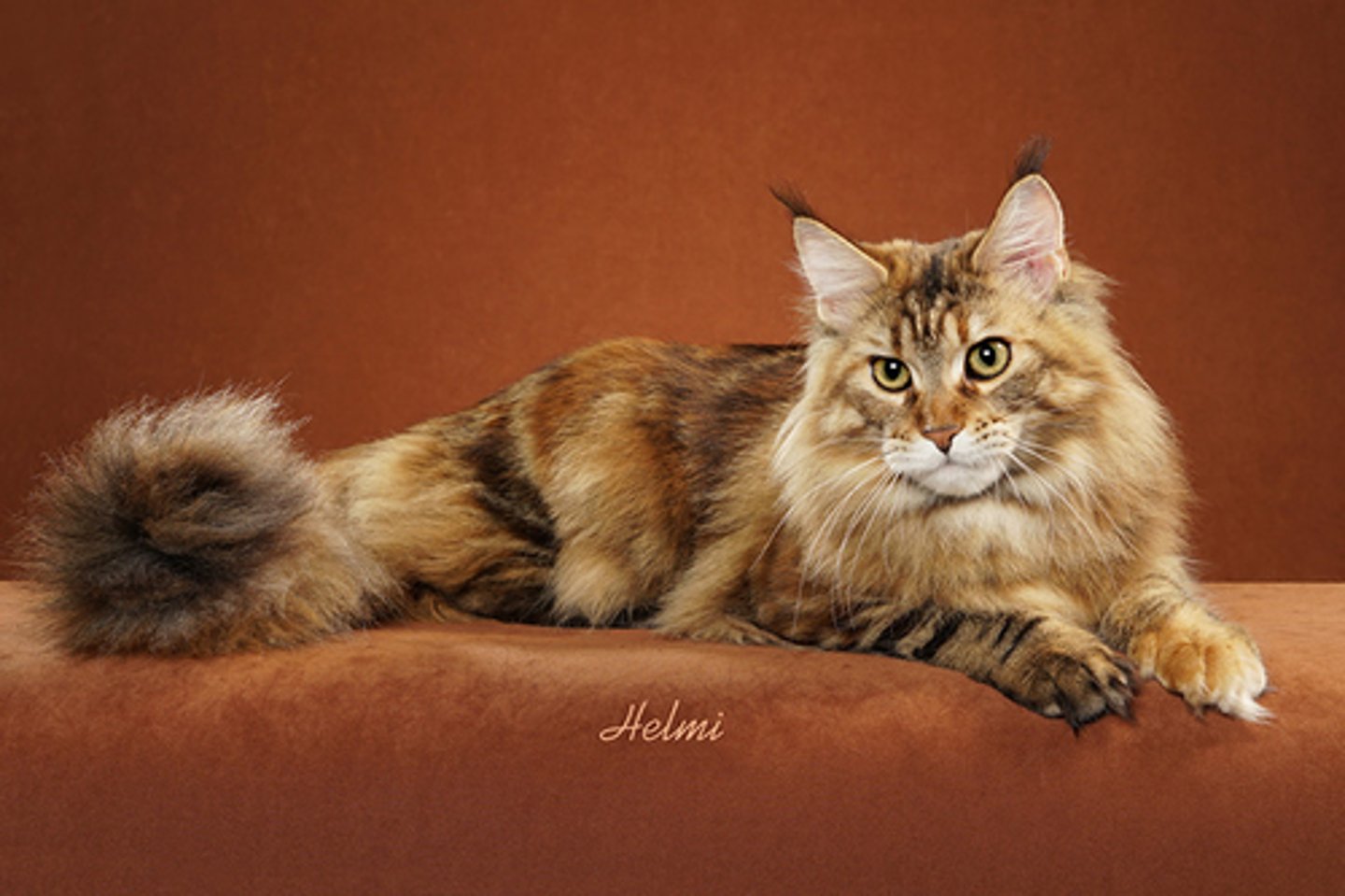 <p>what cat breed is this?</p>