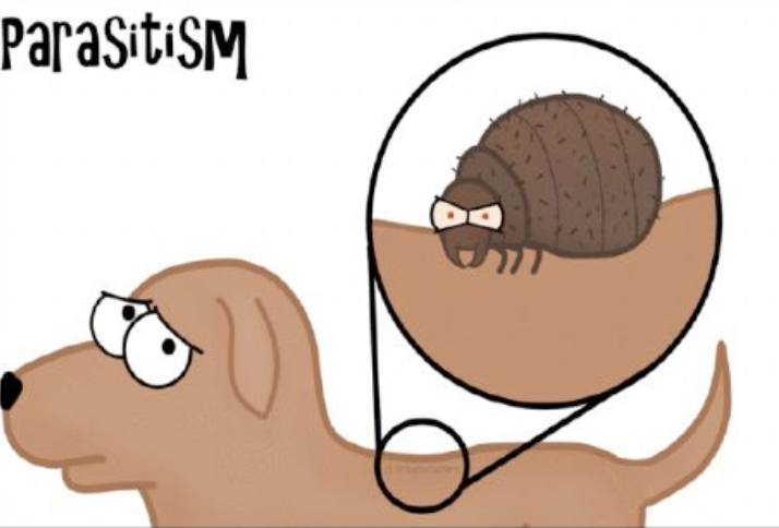 <p>One organisms benefits the other is harmed</p>