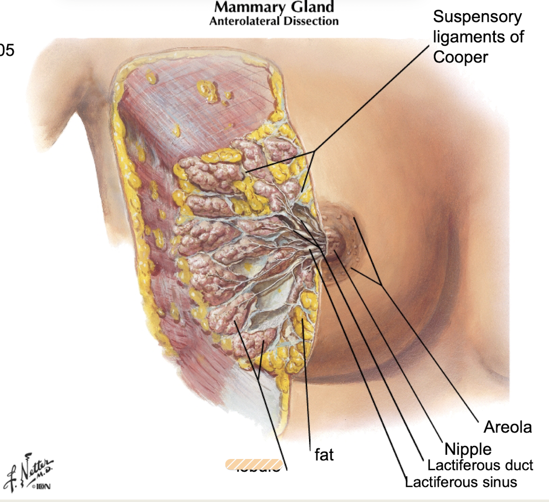 <p>clusters of alveoli in each lobe of breasts where milk is produced</p>