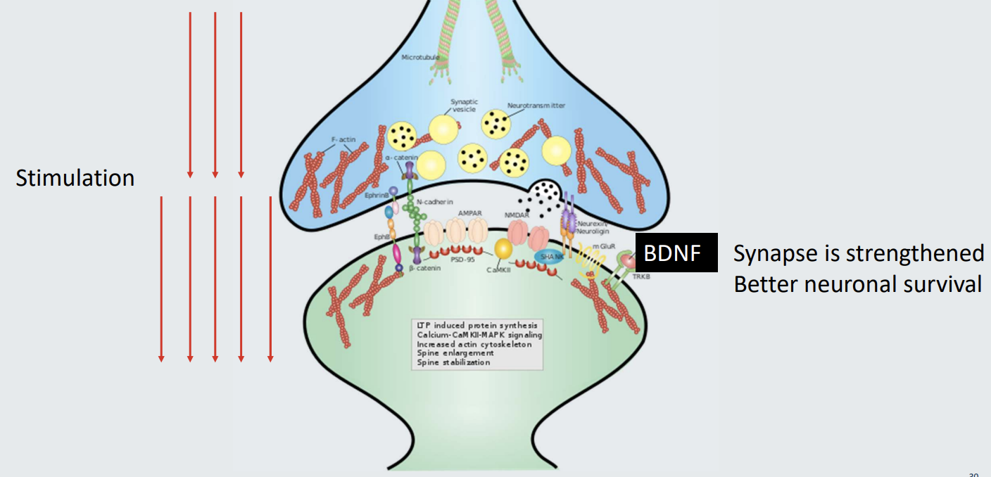 <ul><li><p><strong>Stimulation: </strong>Active stimulation of a neuron→ increases BDNF</p><ul><li><p><strong>Growth factor:</strong> Brain derived neurotrophic factor (BDNF)</p></li></ul></li><li><p><strong>Impact: </strong>strengthened synapse and better neuronal survival </p></li></ul><p></p>