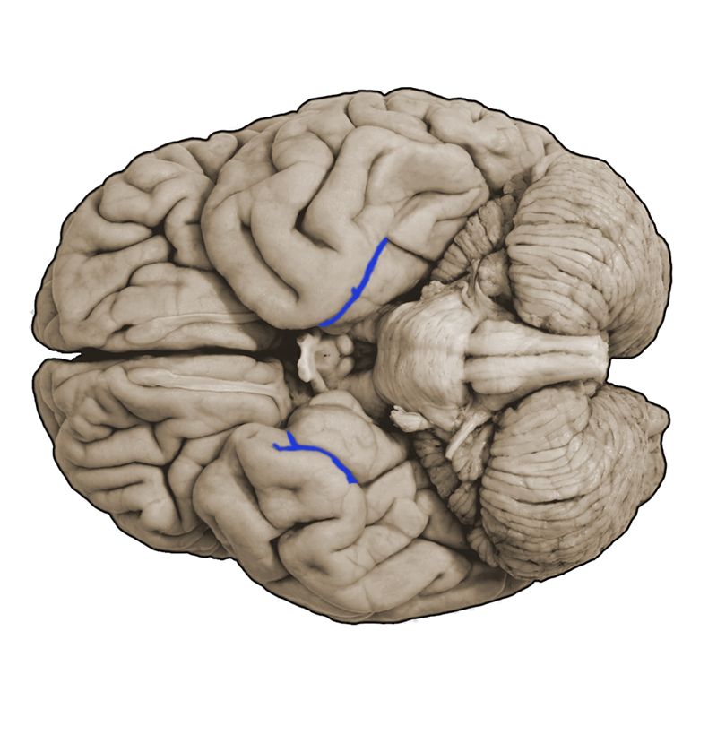 <p>What structure is this and what is the function?</p>