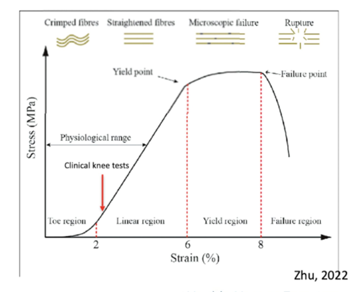 <p>1. Loads for clinical knee test</p><p>2. Physiologic activity</p><p>3. Microfailure</p><p>4. Complete rupture</p>