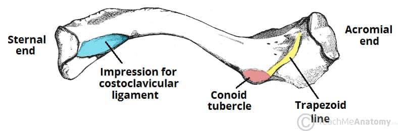 <p>The acromial end (articulates with scapula)</p><p>The sternal end (articulates with manubrium of sternum)</p>