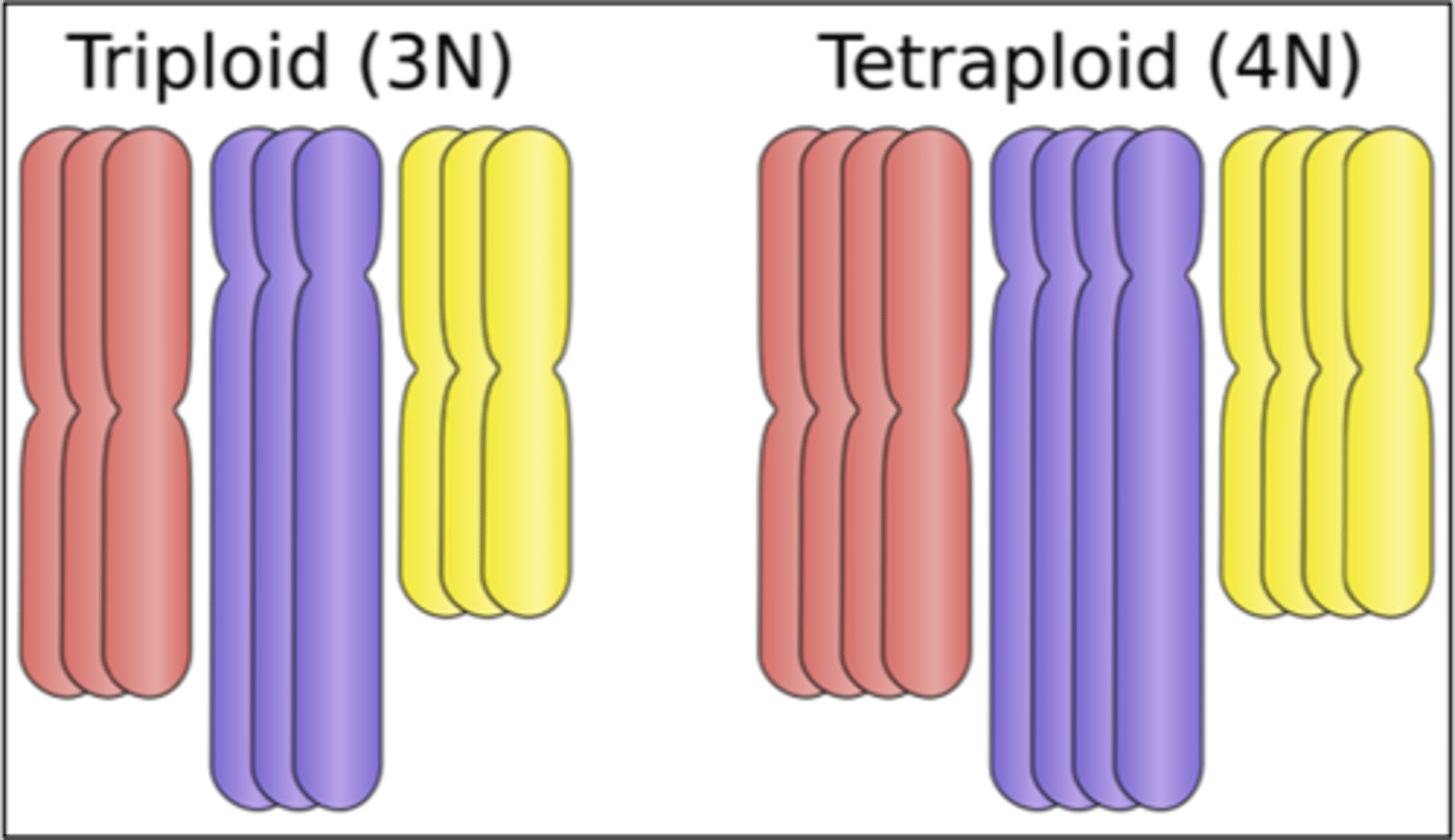 <p>When an individual has three or more sets of chromosomes instead of two</p>