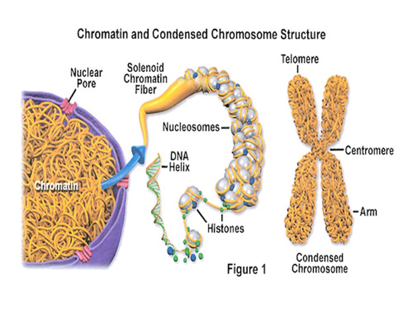 <p>Chromatin is composed of DNA that is wrapped around histone proteins and can be described as "bead-like" structures in the nucleus.</p><p>A chromosome (supercoiled DNA) is what chromatin is condensed into in preparation for cell division.</p>